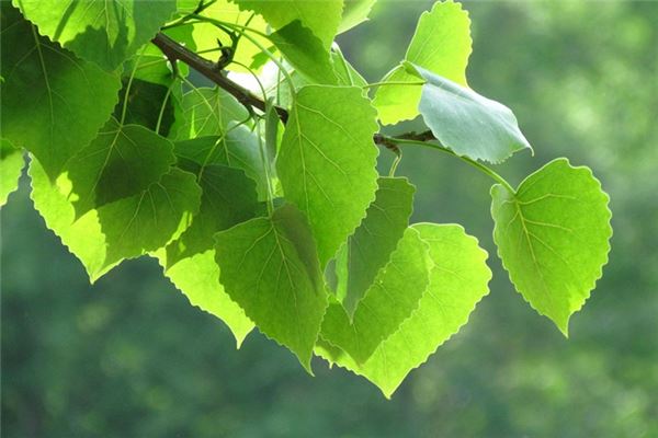 揭秘 哪类生肖的白羊座命中注定福气满满-安卜居