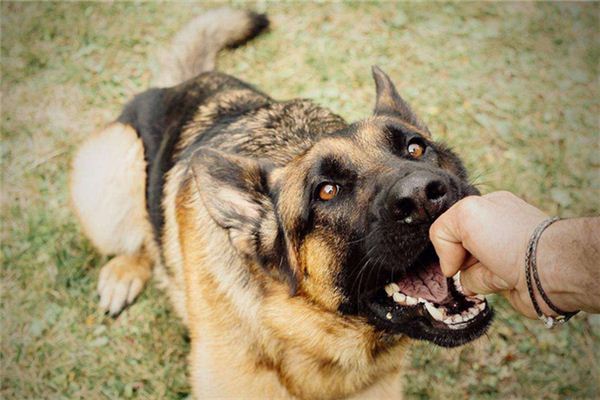 被狗咬梦兆 解析你的运势变化