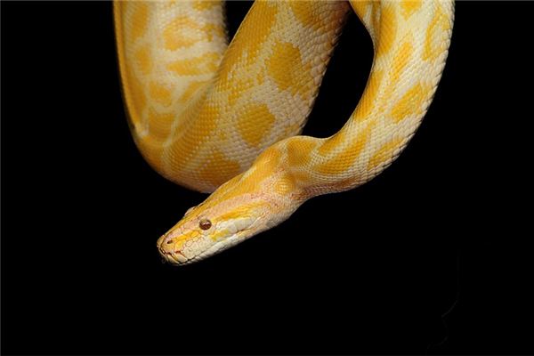 梦见被蟒蛇追赶 隐藏的运势信号