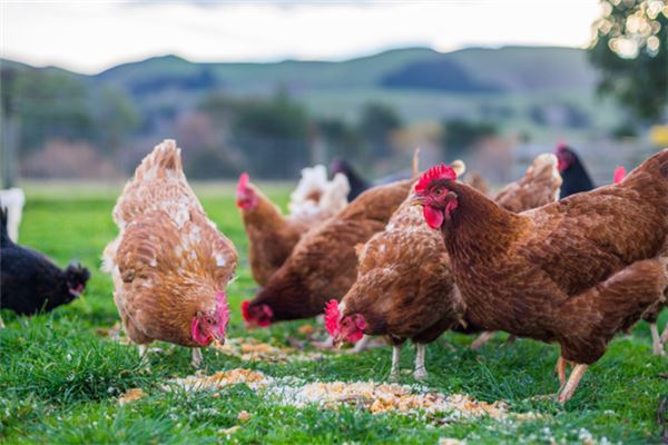 鸡鸭入梦,预示什么征兆