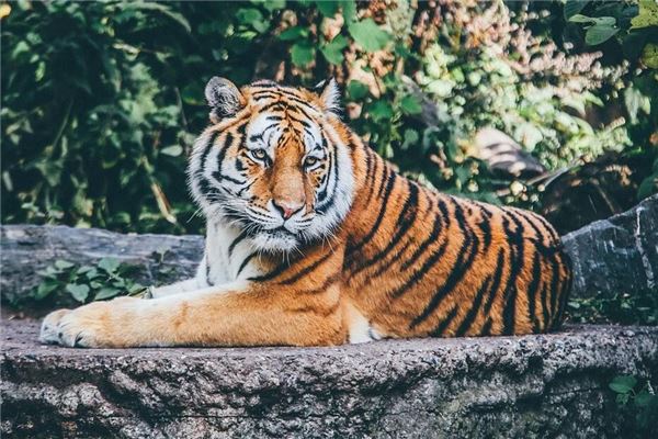 图片[1]-梦见老虎追咬惊醒：运势警示解读