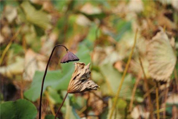女性梦见绿植枯萎的预兆与解析