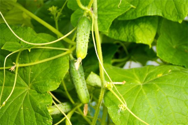 图片[1]-周公解梦 梦见摘黄瓜预示着什么