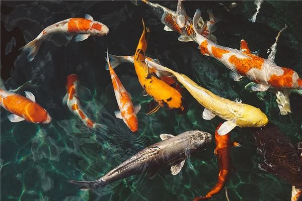 梦见满池游鱼,预示财富易得