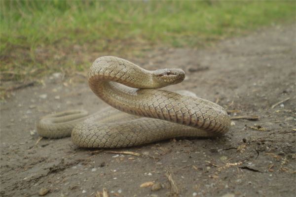惊魂蛇梦：他人投掷缠身预示何种命运征兆