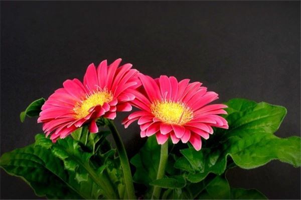 图片[1]-已婚女性梦见美丽花朵预示着什么好运