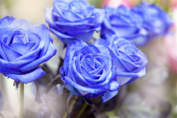 梦中繁花 吉凶预兆全解析