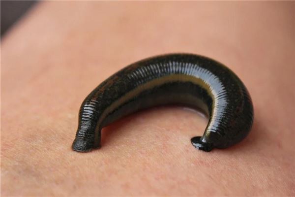 图片[1]-女性梦见蚂蝗预示财运变化