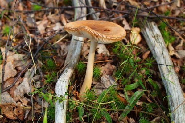 女性梦见采摘野生蘑菇预示什么运势-安卜居