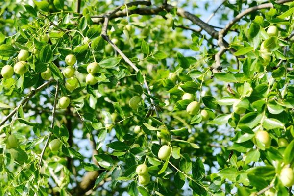 已婚女性梦见硕果累累的枣树有何征兆
