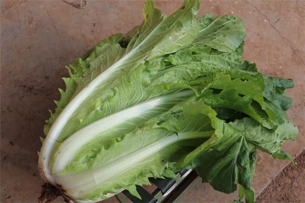 已婚女性梦见绿色白菜预兆解读