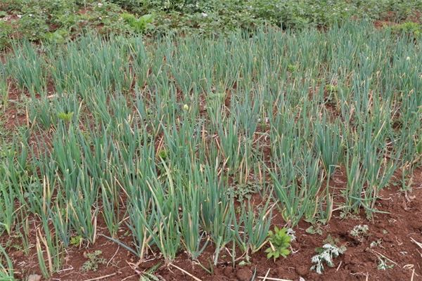 图片[1]-葱叶繁茂入梦 女性梦见葱的吉兆