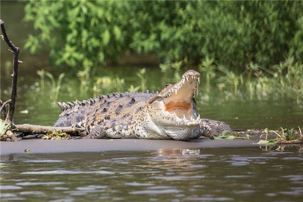梦见制服鳄鱼预示着什么-安卜居