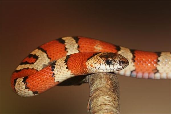 图片[1]-梦见被蛇咬的运势预示