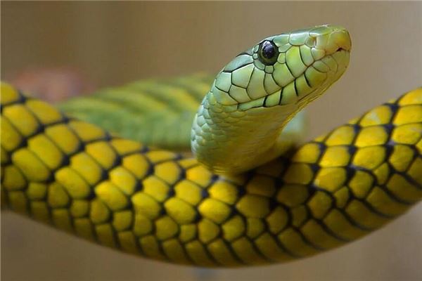 男性梦见蛇附身运势解析