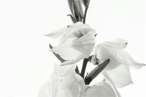 白色梦境的象征意义-安卜居