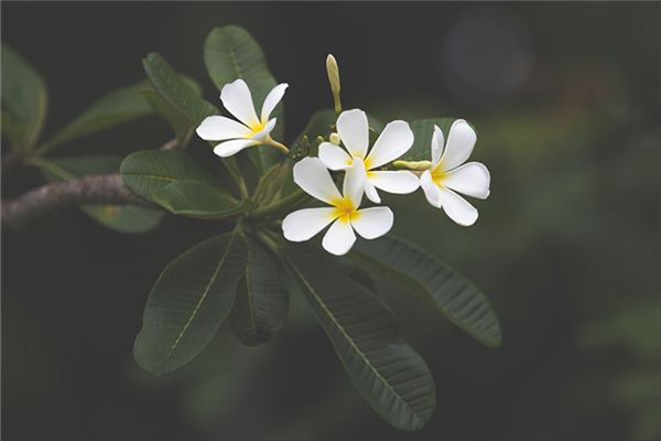 狮子座专属个性签名精选