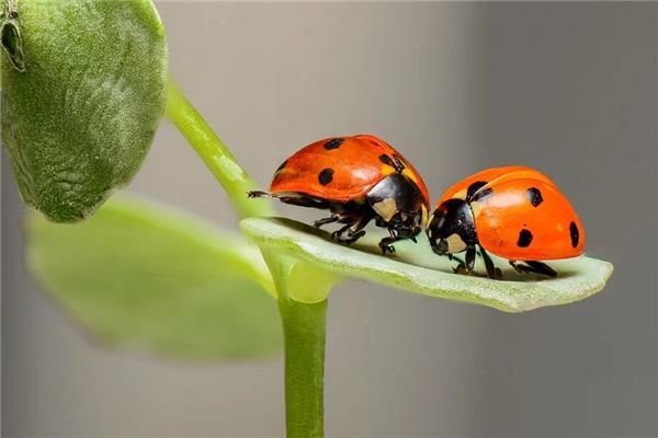图片[1]-女性梦见虫子入肉的寓意解析