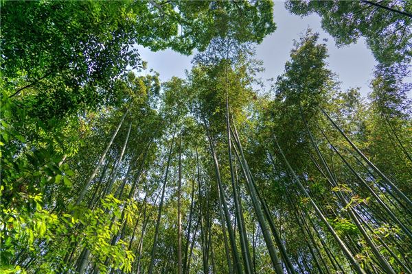 竹林入梦预示什么