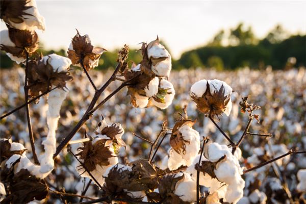 图片[1]-棉花入梦的运势启示