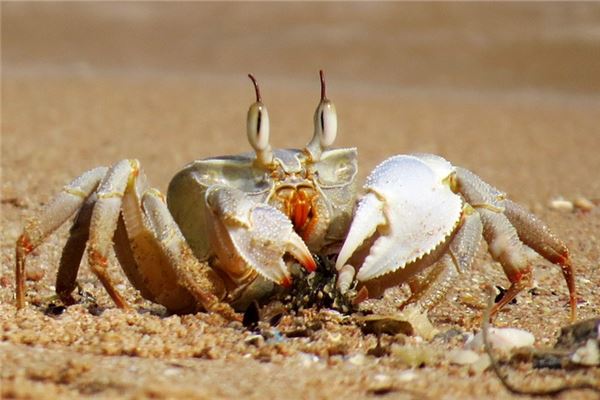 已婚女性梦见甜西瓜的吉凶预兆