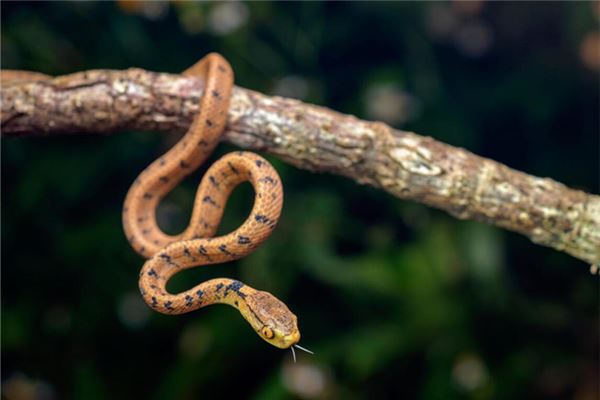 图片[1]-男人梦到被蛇咬有何预兆