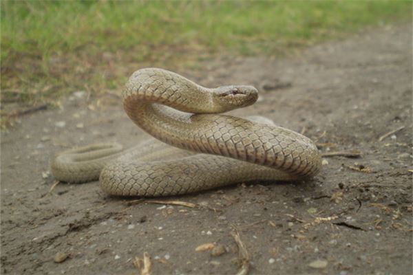 男性梦见被蛇咬惊醒的运势解析