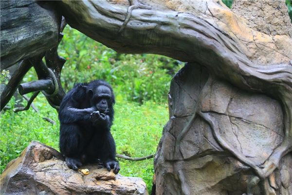 图片[1]-大猩猩入梦运势解析