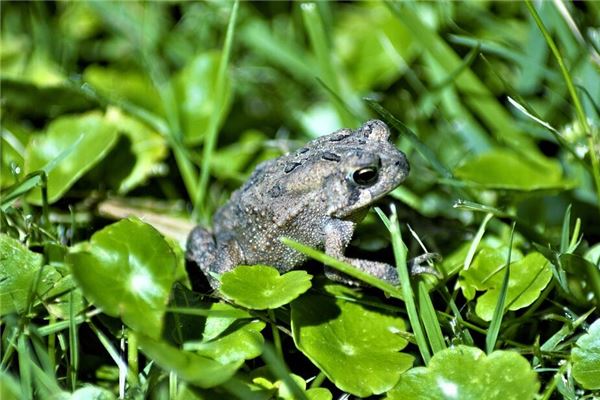 图片[1]-蟾蜍入梦的寓意与象征