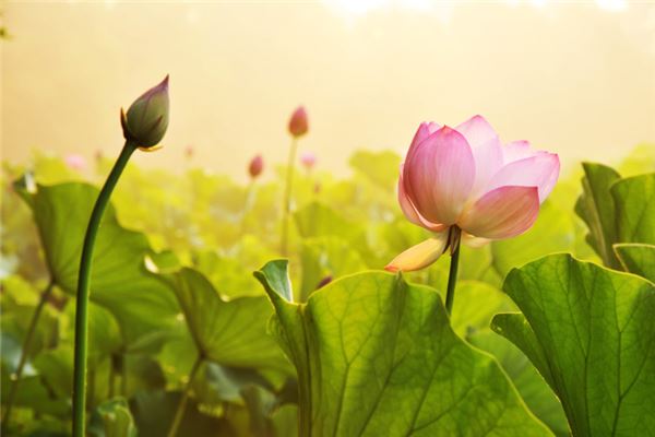 图片[1]-第四十六签的智慧启示