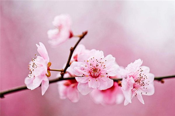 图片[1]-梦见粉红色,有何寓意