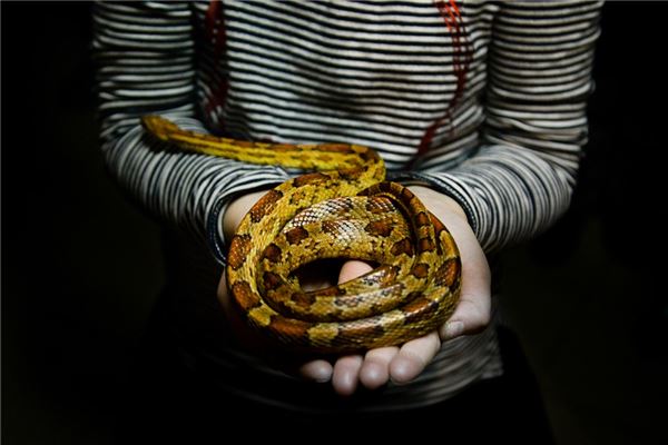 图片[1]-亲人合力捉蛇的梦境启示