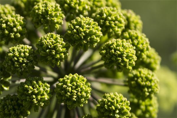 图片[1]-绿植茂盛梦境象征好运