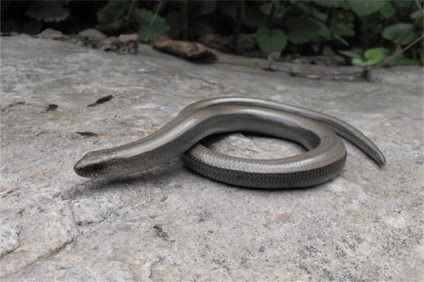 梦中满屋蛇群预示