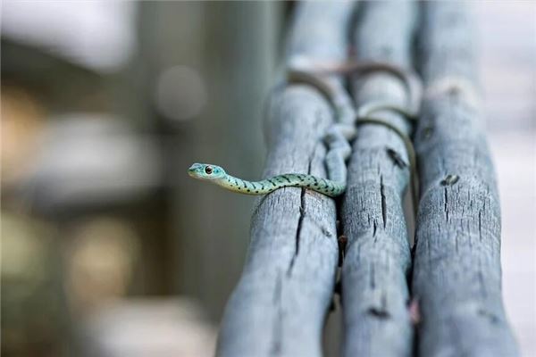 女性夜间梦见蛇的征兆解析