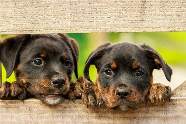 已婚女子梦中双犬的运势预兆