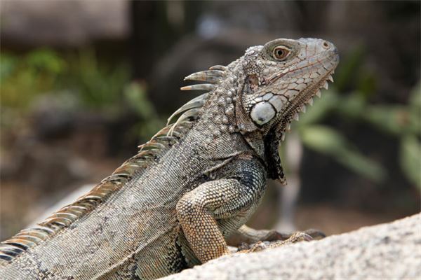 图片[1]-梦见蜥蜴的神秘寓意