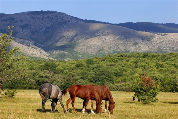 图片[1]-梦见好多马