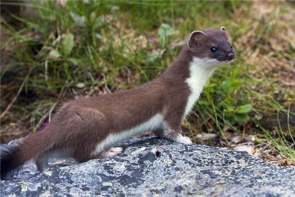 图片[1]-黄鼠狼咬自己之梦的寓意与运势