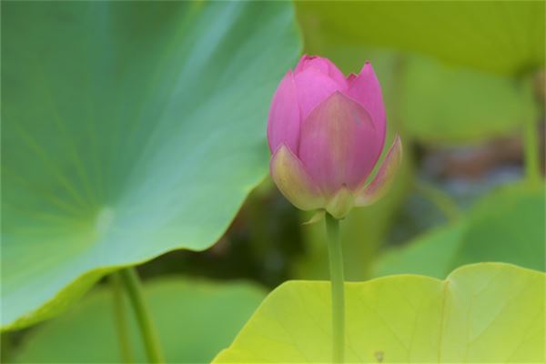 图片[1]-第四十七签文完整解析,命运指引与人生启示