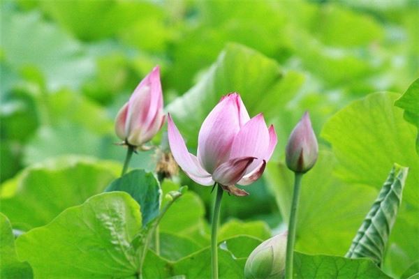 观音43签预示的人生启示