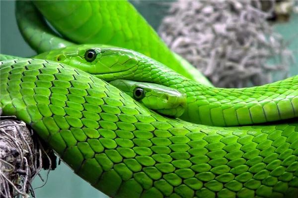 女性梦见驱蛇预示吉凶运势解读