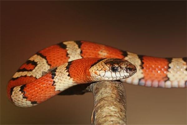 女性梦见掐死蛇的象征意义与运势预示