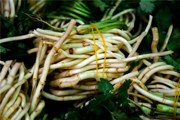 女性梦见折耳根的象征意义