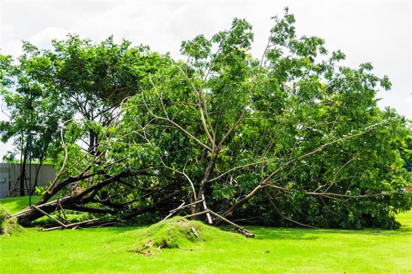 图片[1]-女性梦见树木倾倒有何寓意