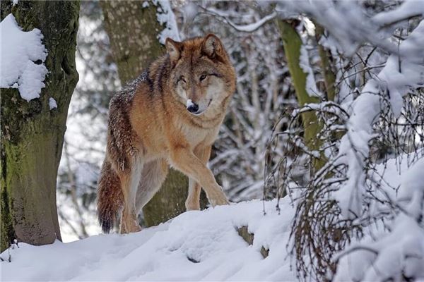图片[1]-已婚女性梦见被狼追的运势解读