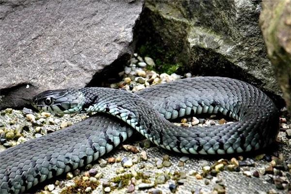已婚女性梦见蓝色蛇的寓意解析