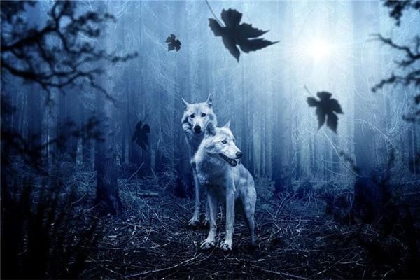 狼影入梦预示何事