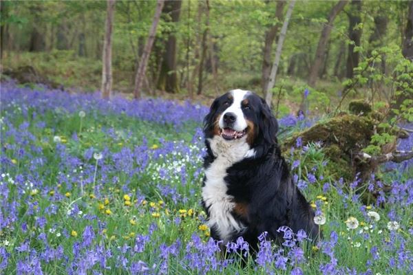 打狗入梦预示什么周公解梦解读