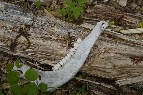 图片[1]-梦见白骨预示着怎样的命运转折